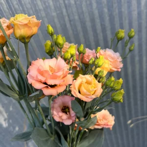 Lisianthus Sabrina 1 Orange – Image 3