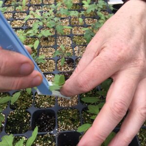 Plant de tomate greffé