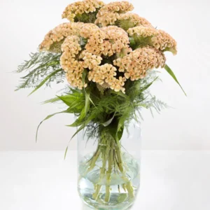 Celosia « Haute-couture »