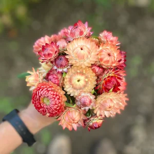 Immortelles Lovely Mix