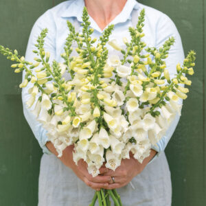 Foxglove (digitalis) Camelot White