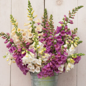 Foxglove (digitalis) Camelot Mix