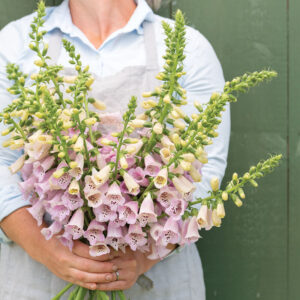 Foxglove (digitalis) Camelot Lavender