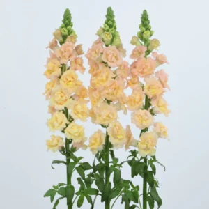 Muflier SnapStar Champagne