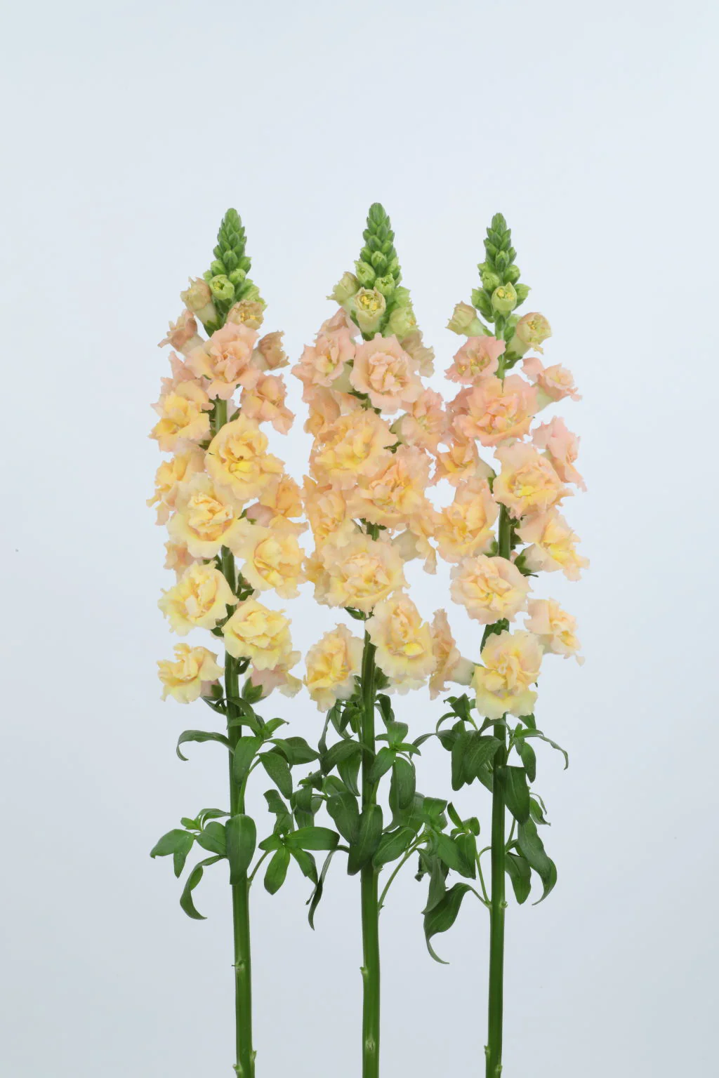 Muflier SnapStar Champagne