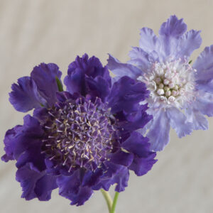 Scabiosa Fama Deep Blue
