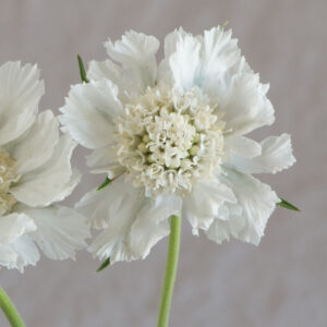 Scabiosa Fama White