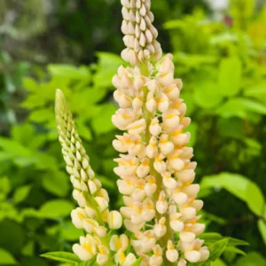 Lupin - Chandelier