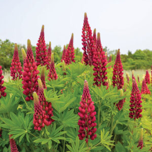 Lupin - My Castle
