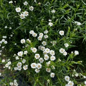 Achillée ptarmica Double White