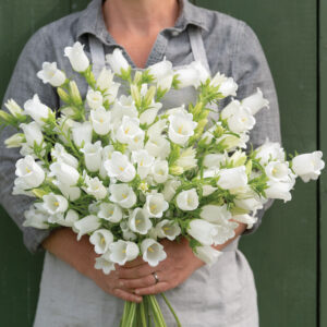 Campanula Champion II White