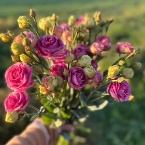 Lisianthus Voyage 2 Deep Rose