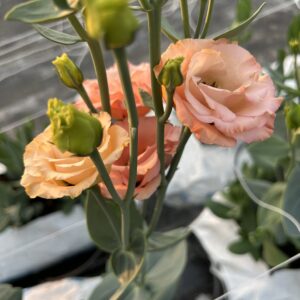 Lisianthus Sabrina 1 Orange