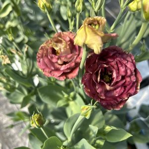 Lisianthus Rosanne 3 Brown