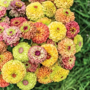 Zinnia Queeny mix