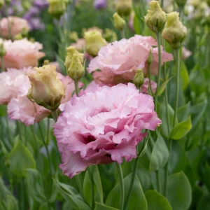 Lisianthus Celeb 1 Aurora Pink