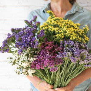 Statice Formula Mix