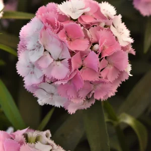 Dianthus Sweet™ Cherryblossom Magic