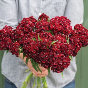 Dianthus Sweet™ Black Cherry