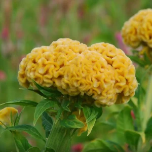 Celosia Chief Gold