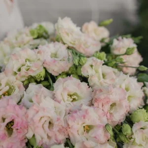 Lisianthus Celeb 2 Pink Diamond