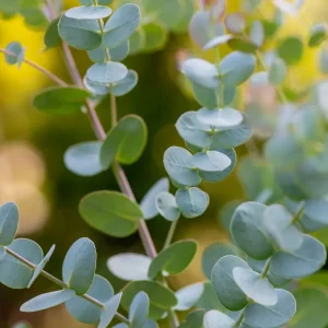 Eucalyptus Silver Drop