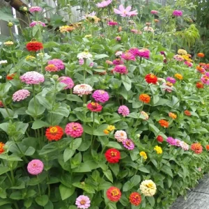 Zinnia Benary mix