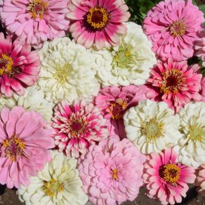 Zinnia « parfait aux fraises »