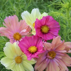 Cosmos « barbe à papa »