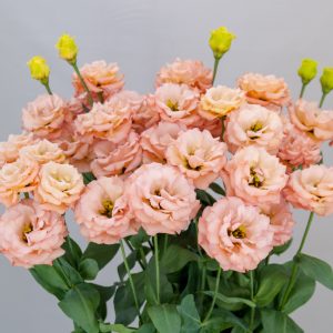 Lisianthus Sabrina 1 Mango