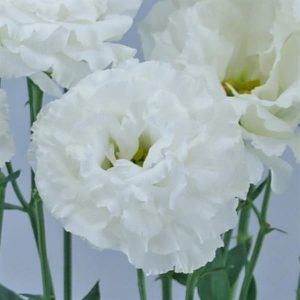 Lisianthus Celeb 1 Vanilla