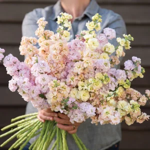 Stock « Iron Pastel Mix »